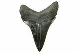 Serrated, Fossil Megalodon Tooth - South Carolina #383698-1
